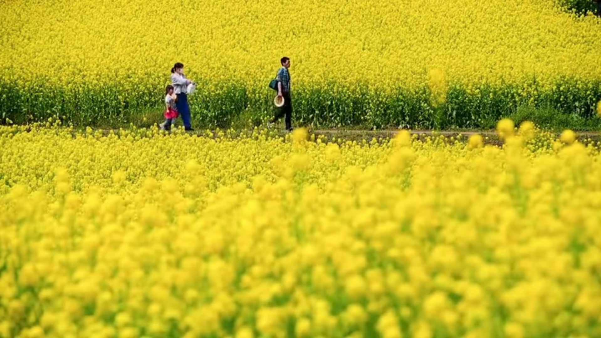 [图]世界名曲《故乡的原风景》，曲音响起，渗透故乡的气息，享誉全球的经典！