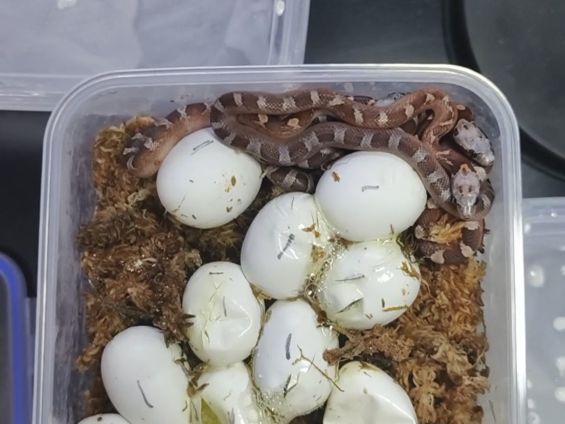 玉米蛇血红出壳