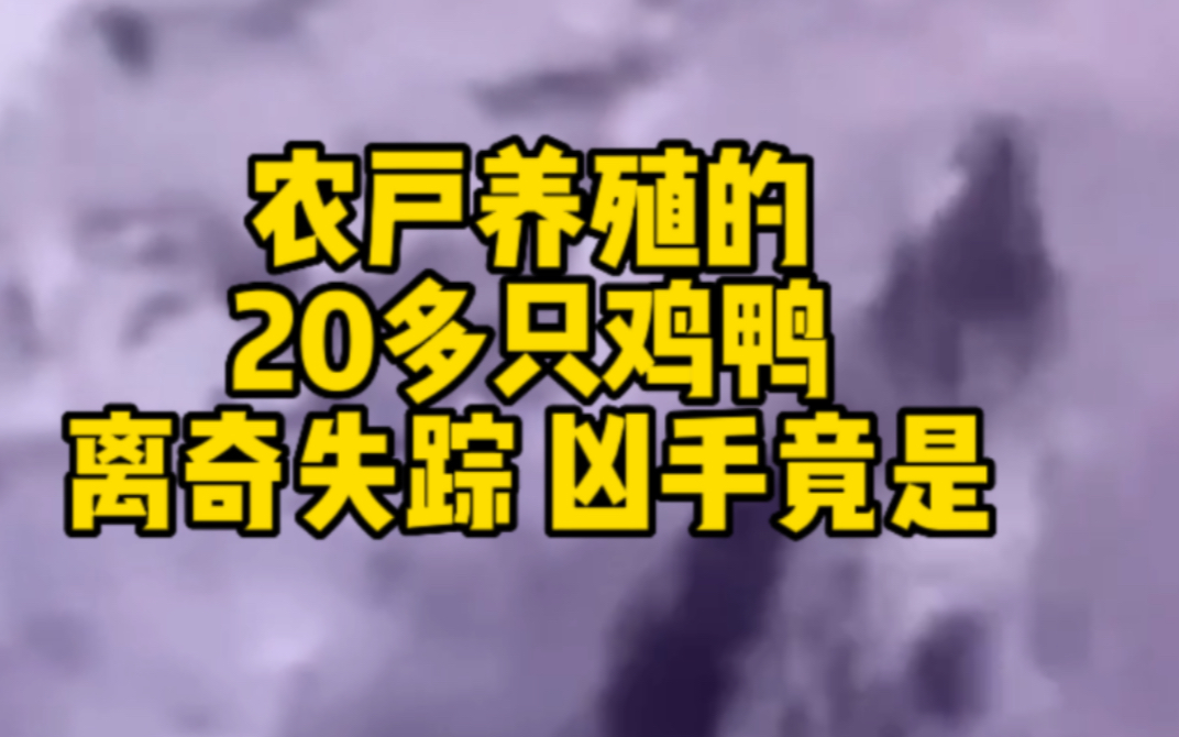 农户养殖的20多只鸡鸭离奇失踪 凶手找到了哔哩哔哩bilibili