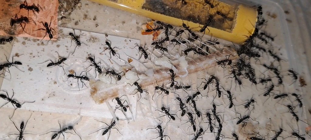 给你一骨头零星碎肉让你剃 你却要把整根鱼骨拖进去【条纹细颚猛蚁】