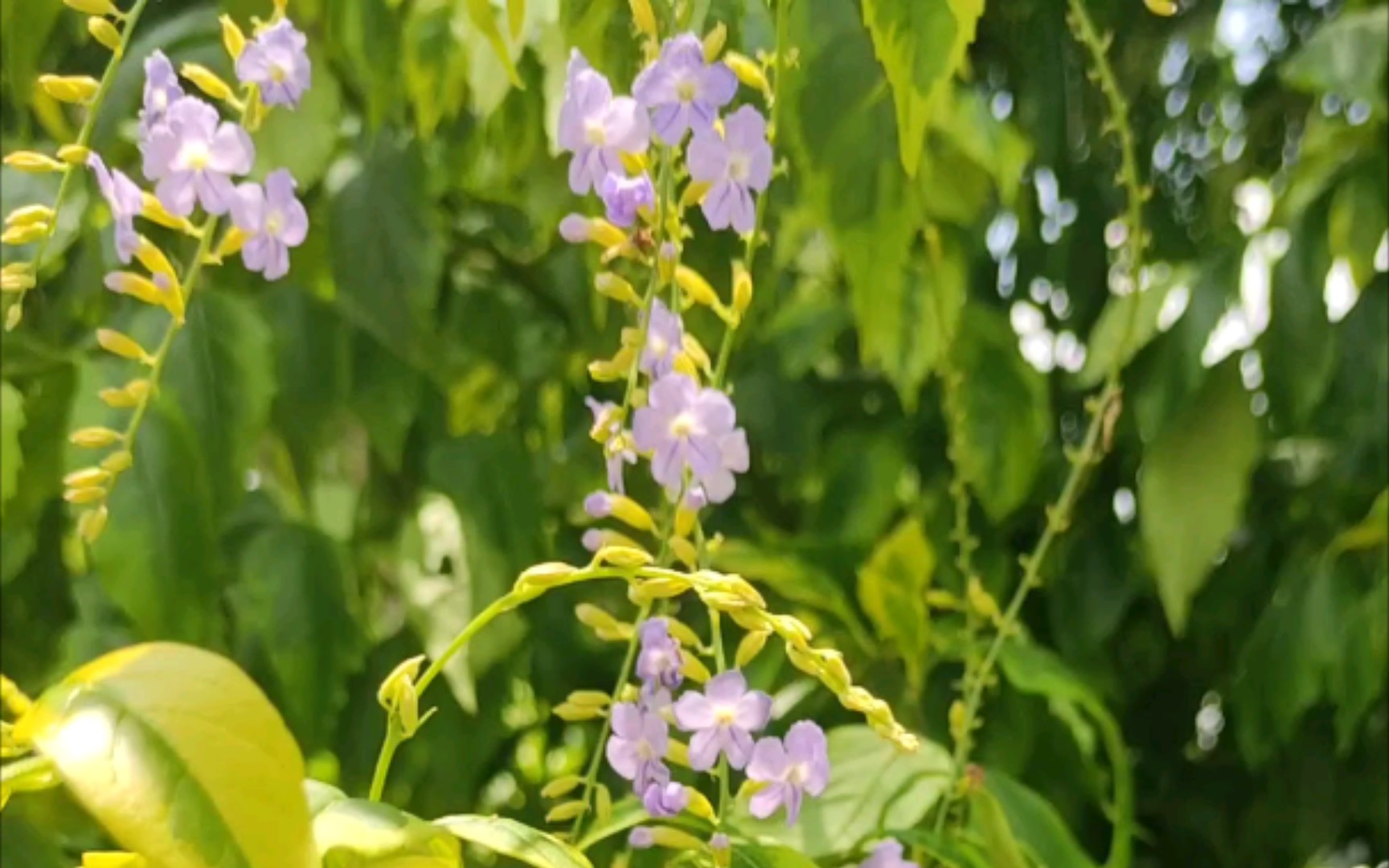 路邊瘋長的小紫花