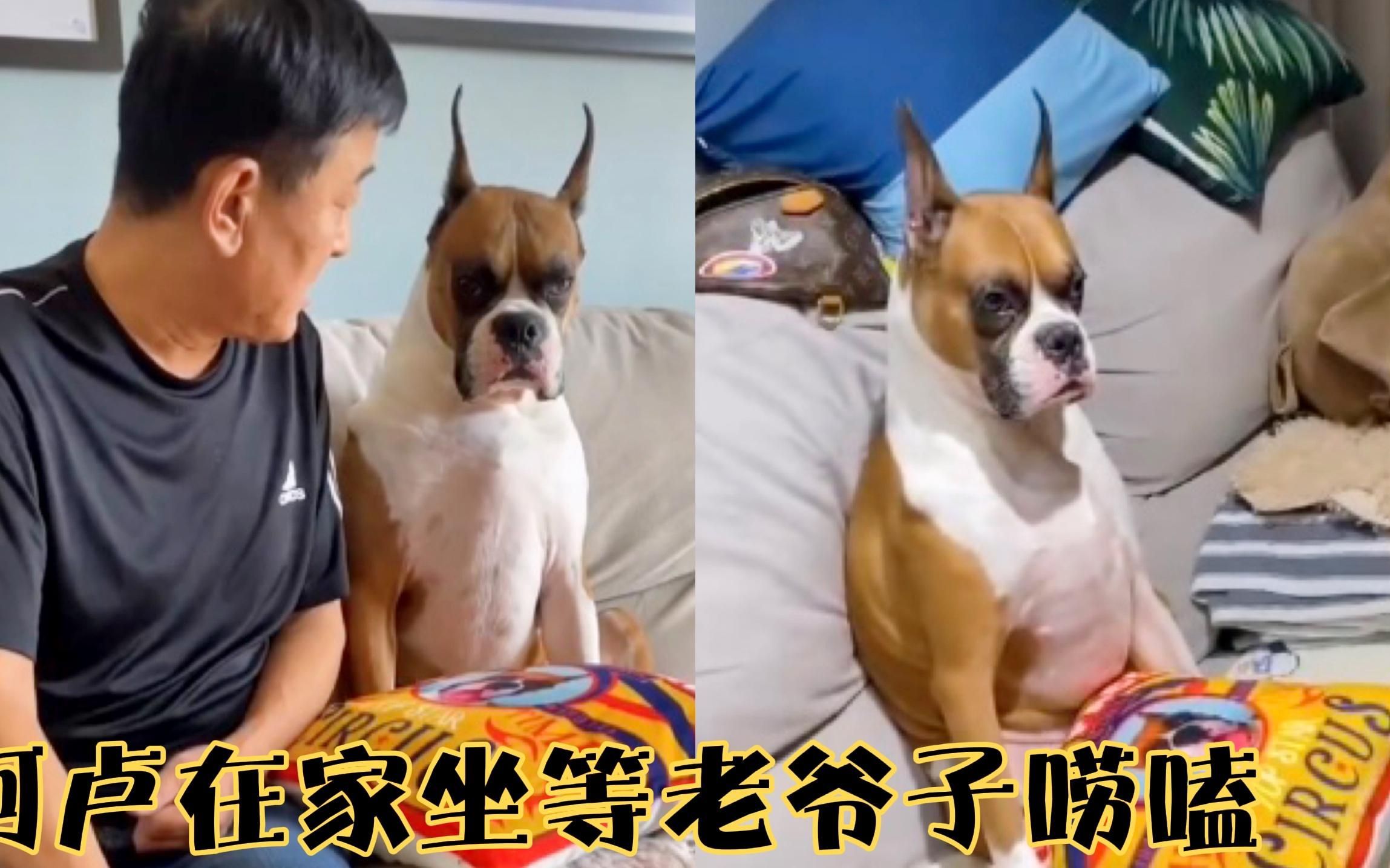 拳师犬阿卢在家坐等老爷子来唠嗑,没办法一窝的孩子养不起.哔哩哔哩bilibili