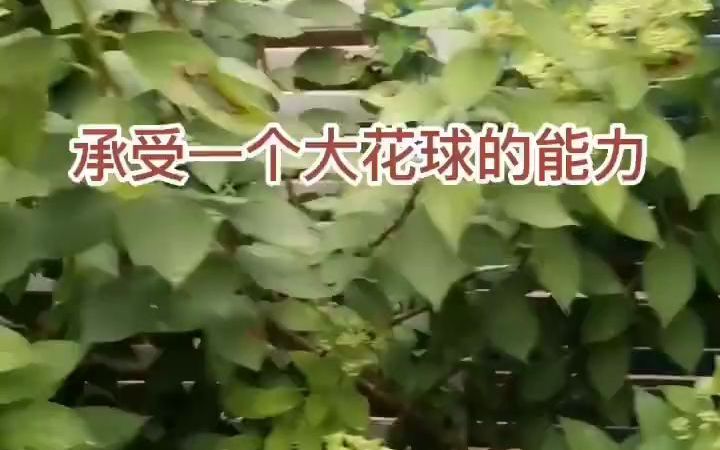 最适合北方花园种植的,虎耳灌木绣球哔哩哔哩bilibili