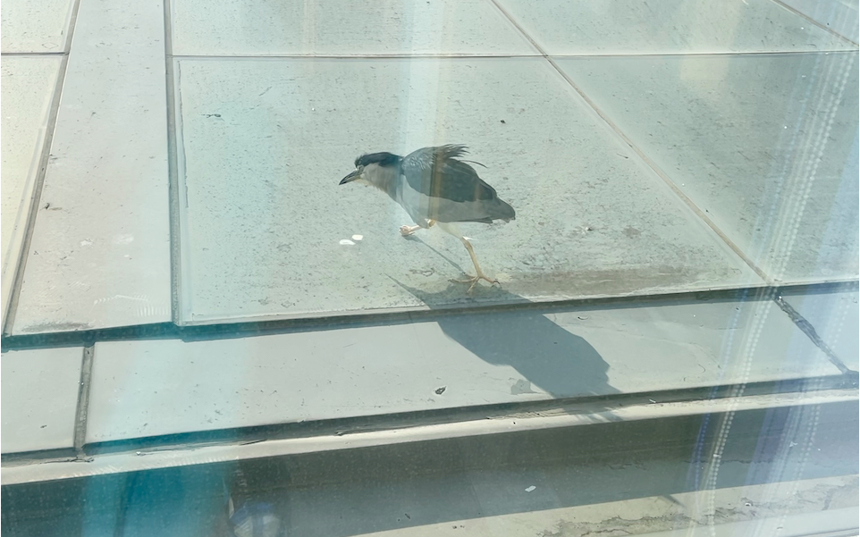 上班在办公楼外看到了一只受伤的鸟,这到底是宠物还是保护动物啊,没看