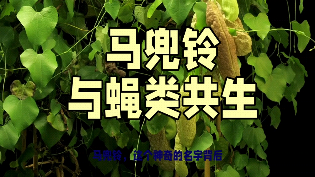 植物百科马兜铃:与蝇类的神奇共生关系哔哩哔哩bilibili