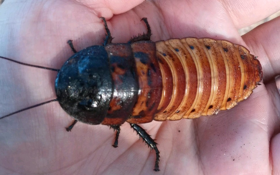 01.23带马岛发声蟑螂去公园玩