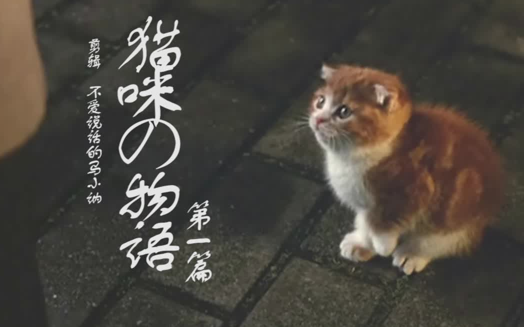 [图]【猫咪群像|猫咪の物语第一篇】那些电影中有点儿萌的猫们