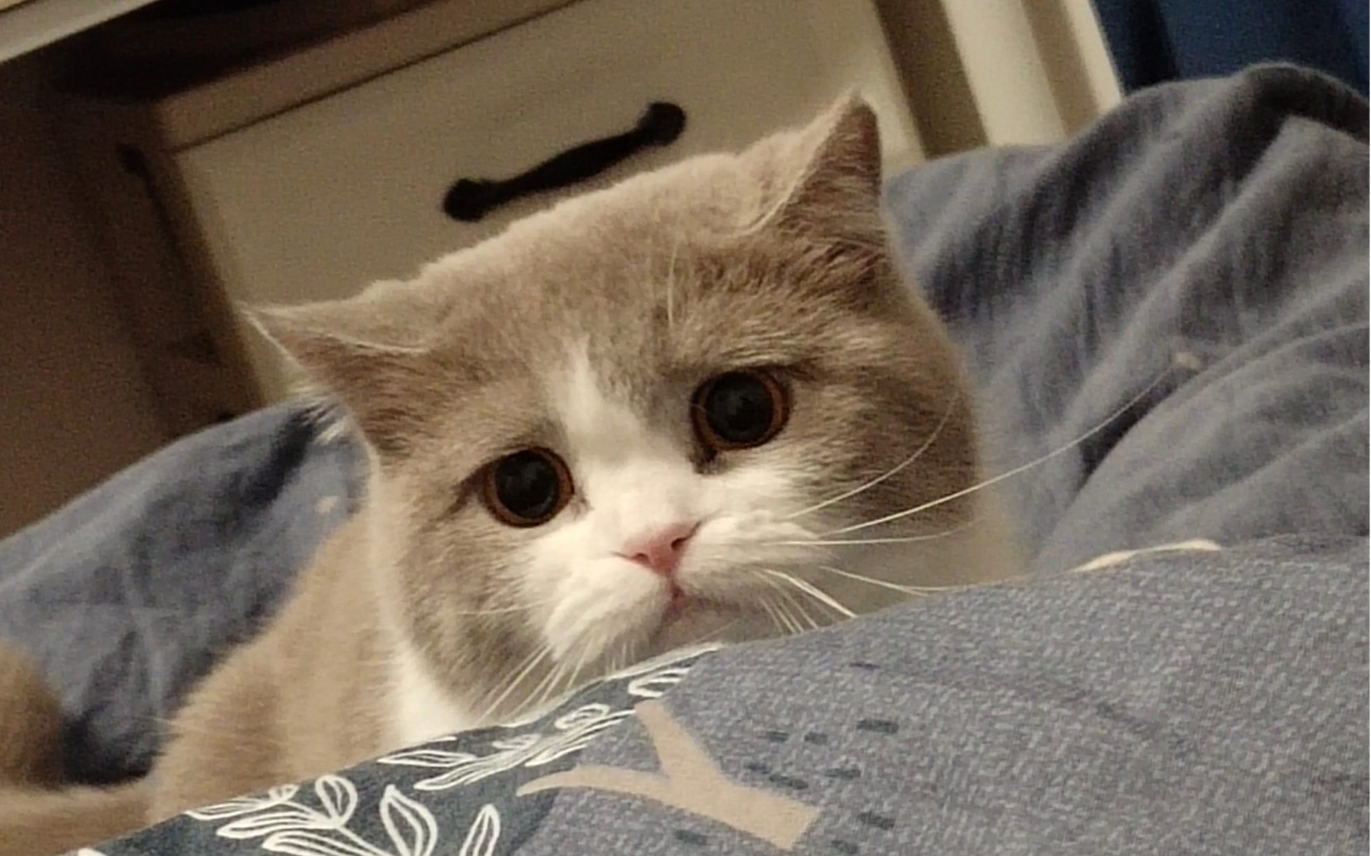 原来小猫咪也会皱眉