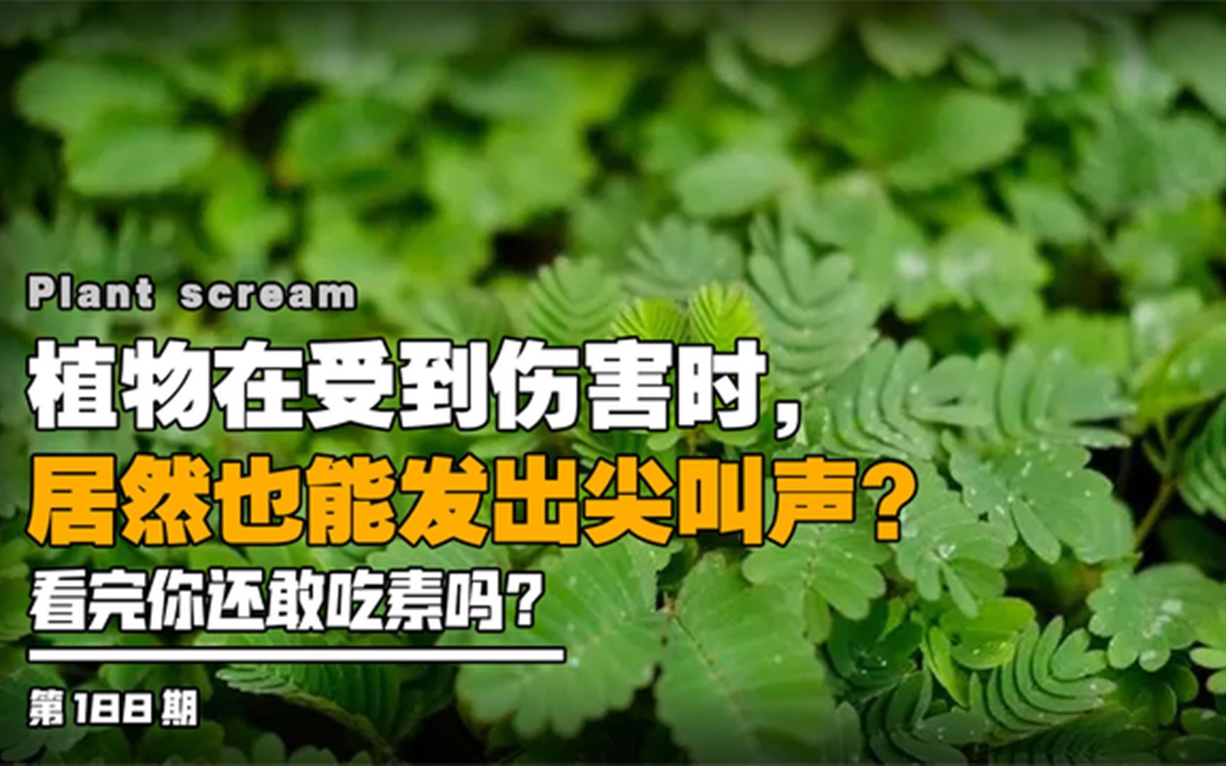 植物在受到伤害时,居然也会发出尖叫声?看完你还敢吃素吗?