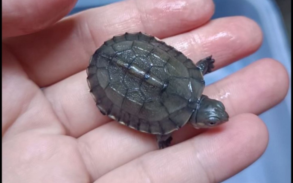 朋友家自繁的南石杂草,好丑!