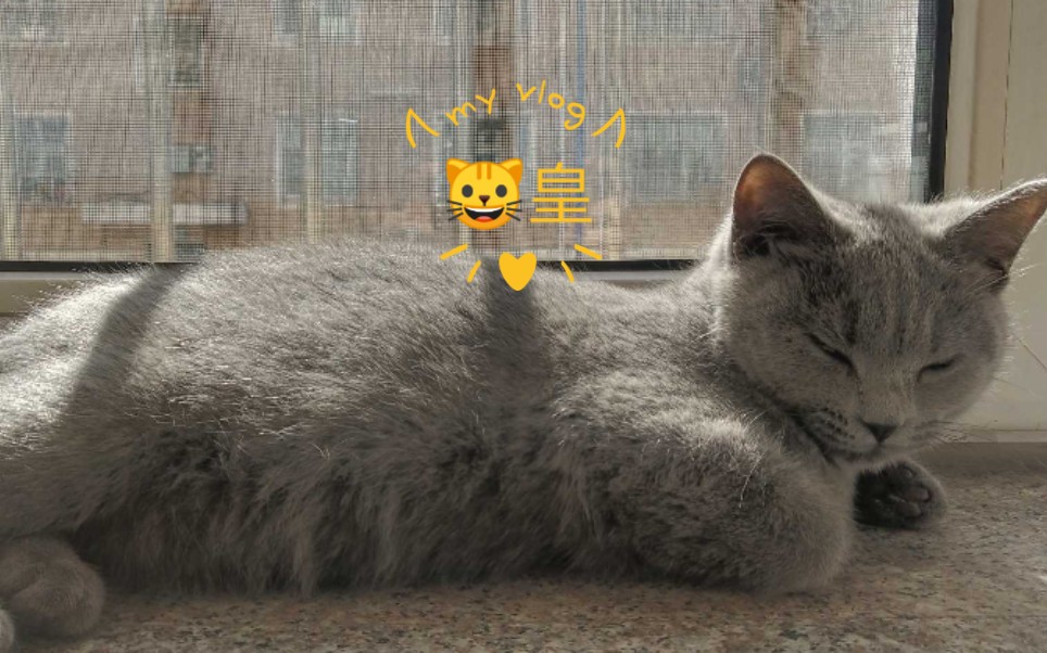 木叶村灰色闪光猫皇飞雷神