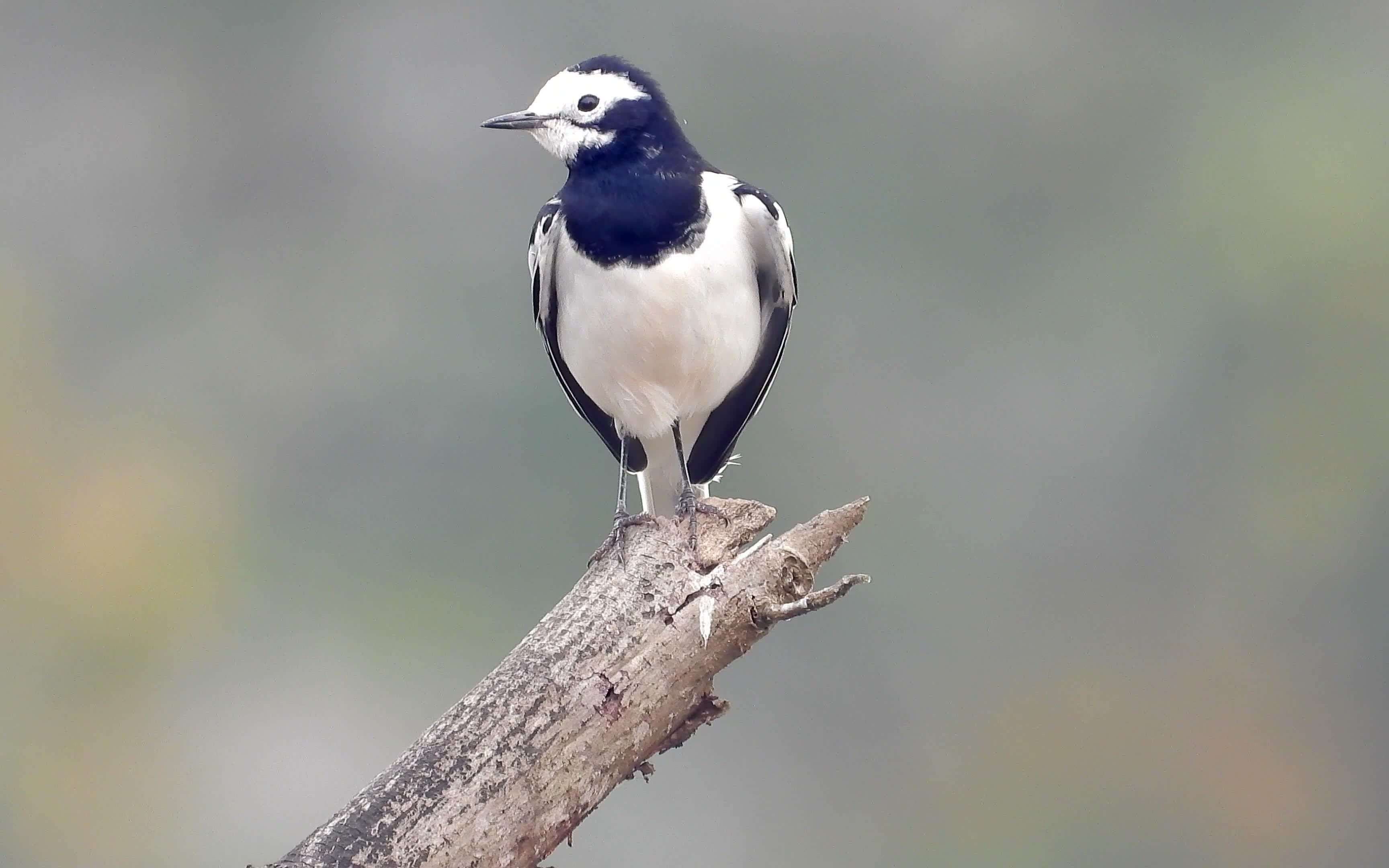 高清白鹡鸰梳理羽毛,抖动羽毛,白鹡鸰叫声