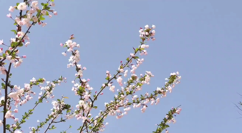 [图]“春天小姐 你好呀”