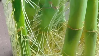 春季扦插不失败！老花匠教你一招，小白也能100%爆根