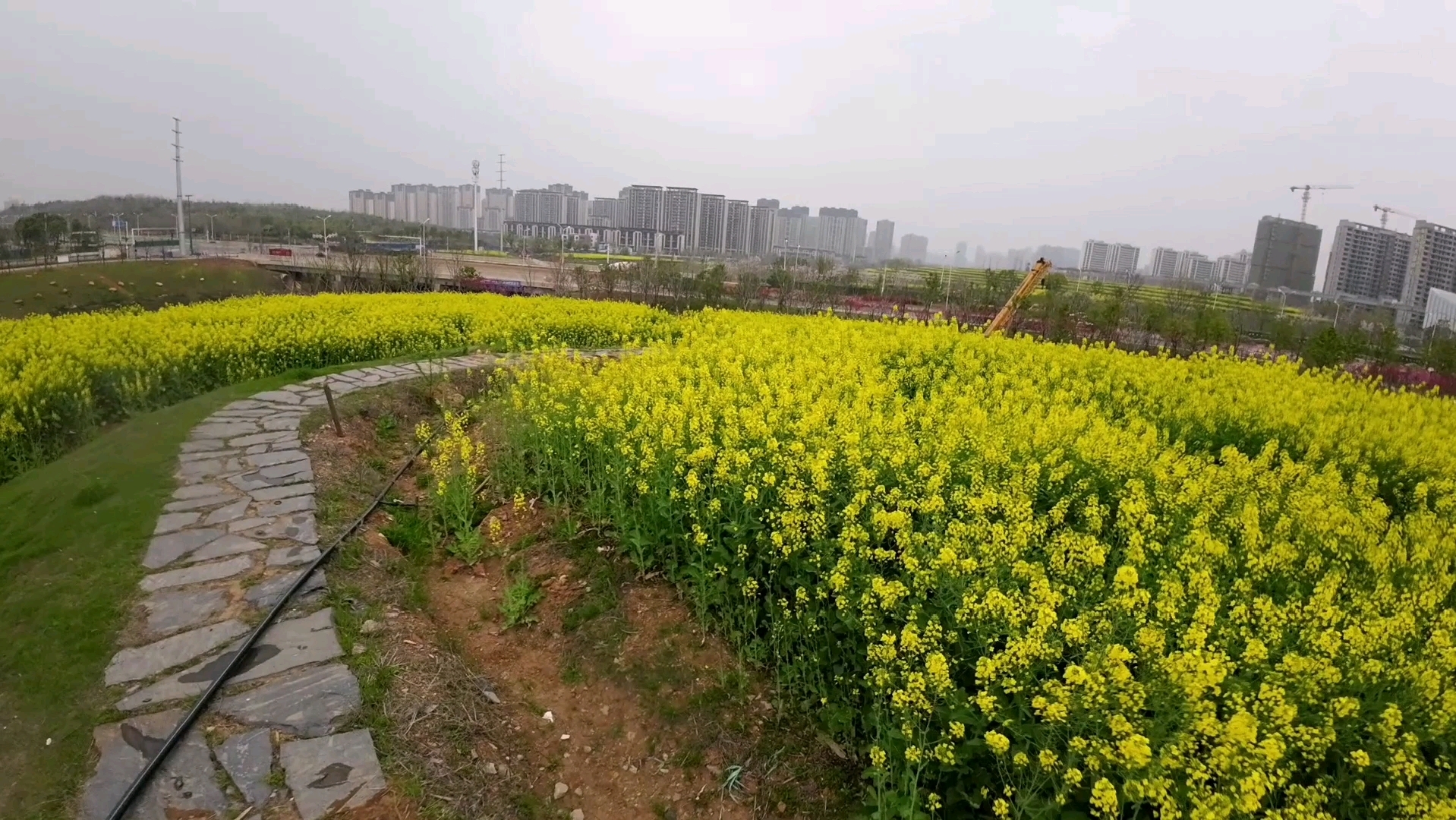 光谷豹子溪公园十里春风旁油菜花梯田穿越视角