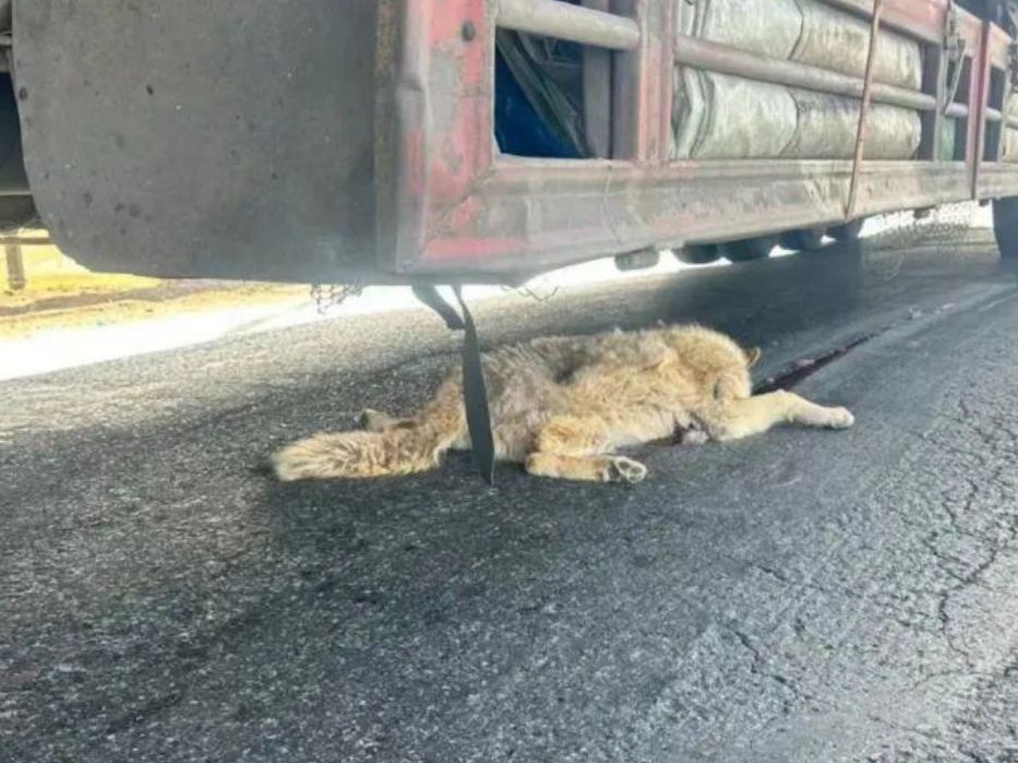 “可可西里网红狼”被大货车压死?官方:死了一只,喂食致其丧失警惕性哔哩哔哩bilibili