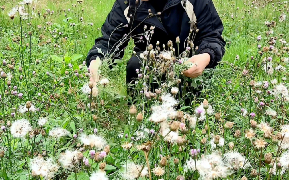 泥胡菜,它开着小紫花,种子成熟后像蒲公英,你见过它吗?哔哩哔哩bilibili