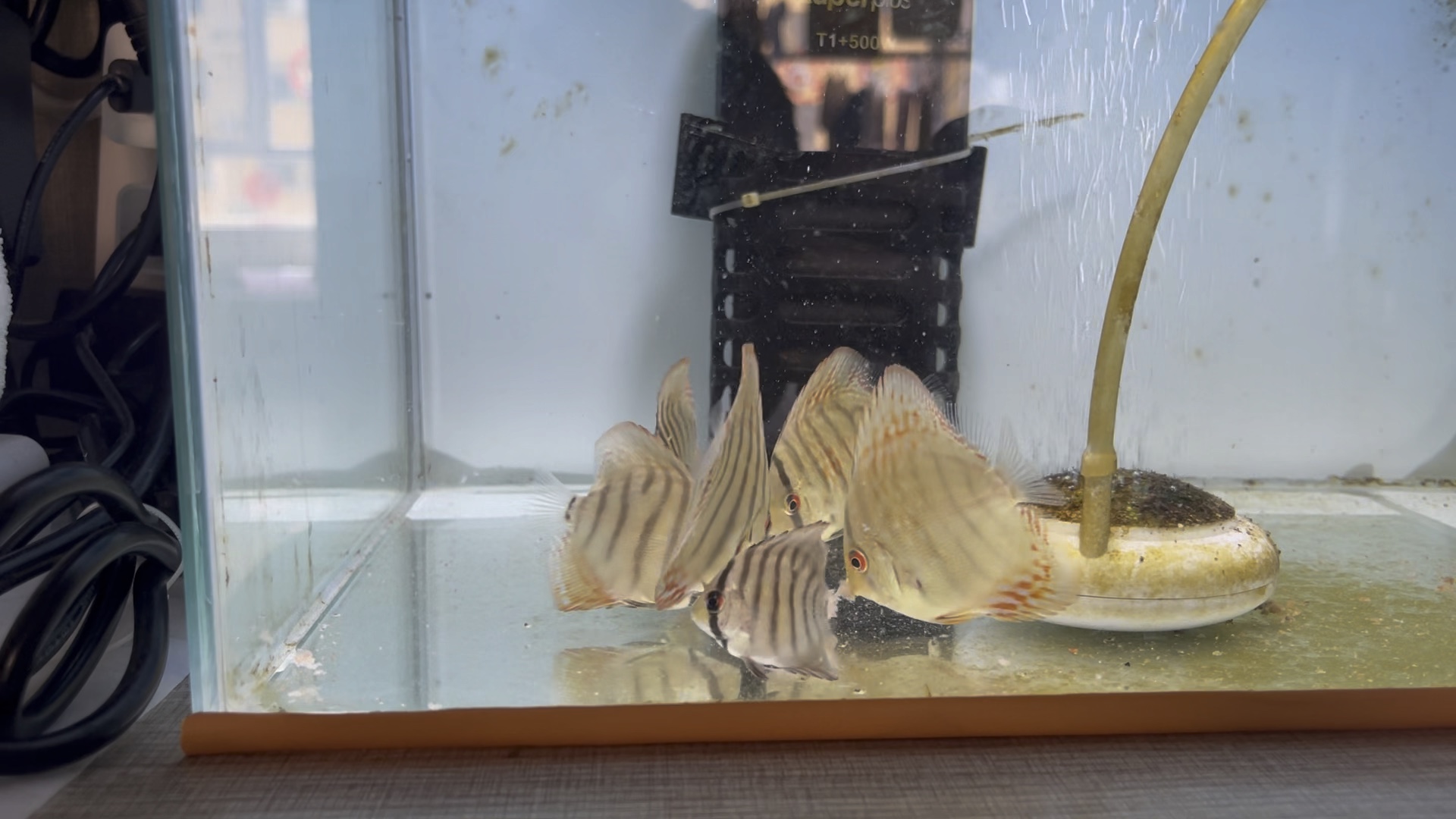 第一次养七彩神仙鱼