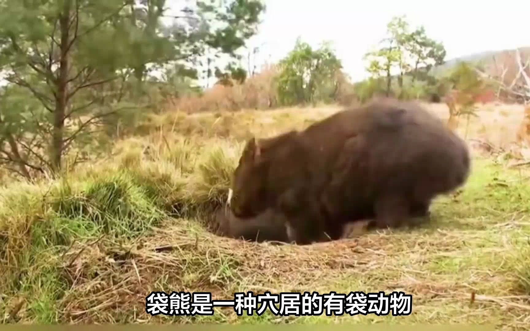 澳洲岛屿上的有袋动物,除了袋鼠外,还有很多种类,你知道几种?哔哩哔哩bilibili