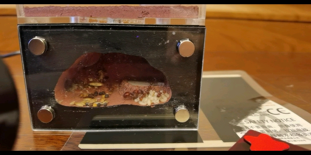 红胡须蚁包产(≧63≦)