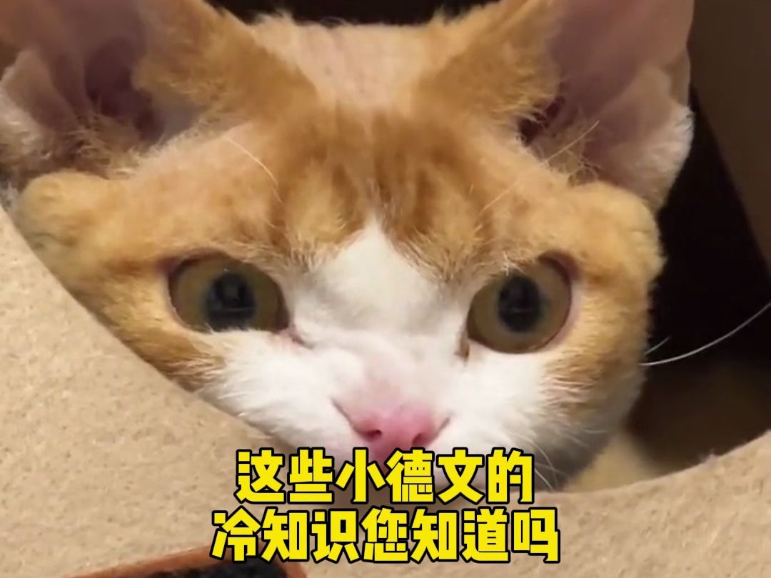 小德文猫咪冷知识,您知道吗?哔哩哔哩bilibili