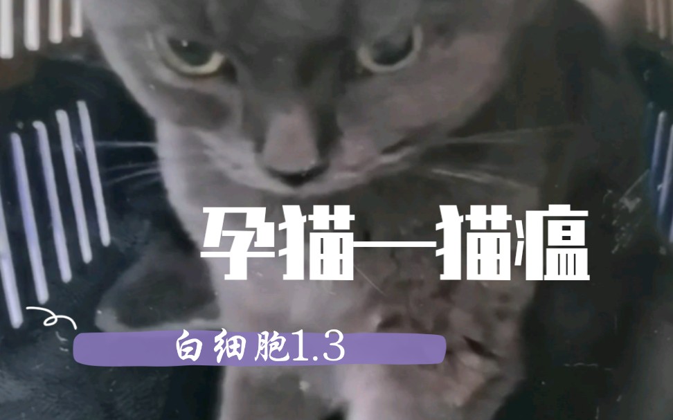 【猫瘟】孕猫猫瘟—白细胞1.3哔哩哔哩bilibili