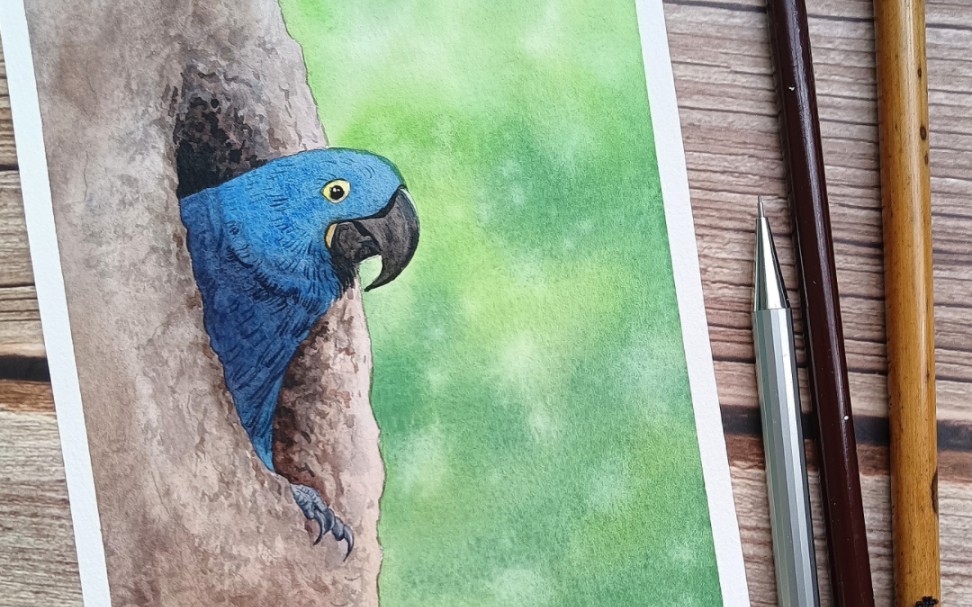 水彩鹦鹉,我的心是旷野的鸟,在找寻一片天空.