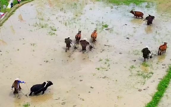 [图]【风景】浙江丽水云和梯田，至今还保留着牛拉犁、手工插秧的躬耕方式，有机会一定要来看一看！