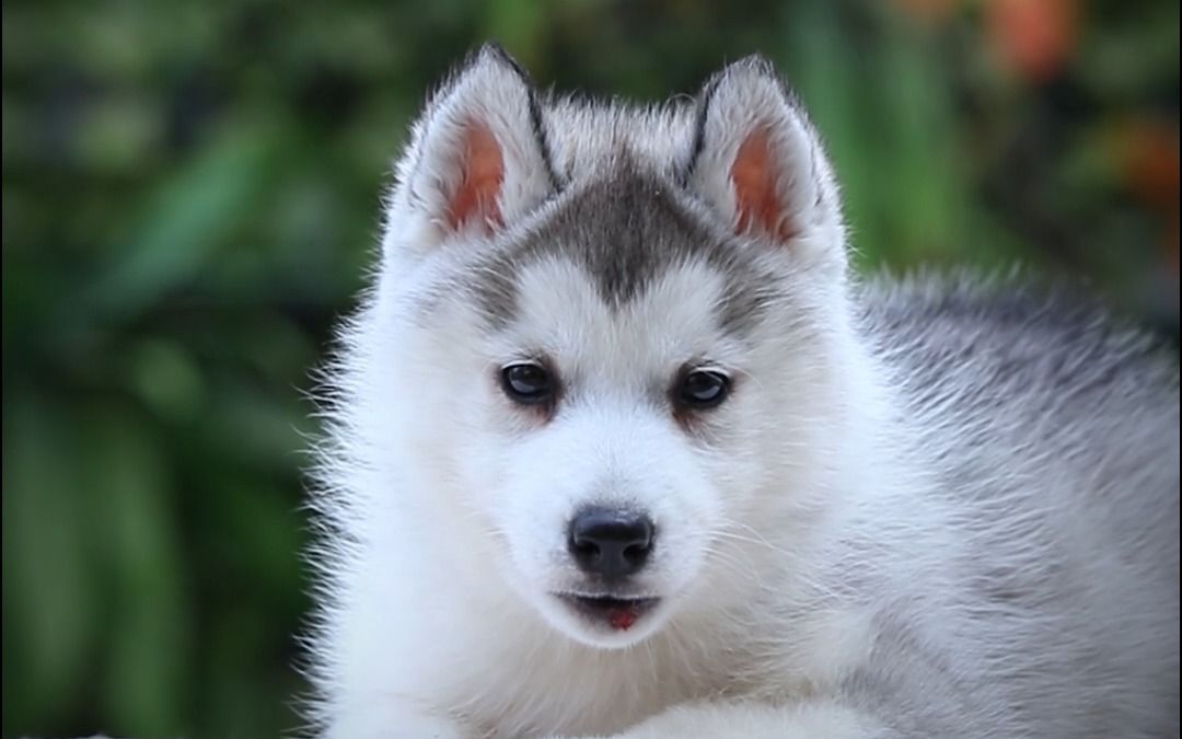 60天赛级哈士奇宝宝和二哈宝宝的区别