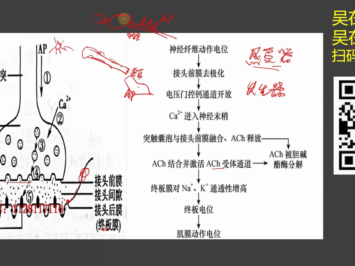 神经肌肉接头传递图片