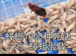 Скачать видео: 1000只蟑螂 vs 1000条蛆，大混战，好像一锅辣椒炒饭