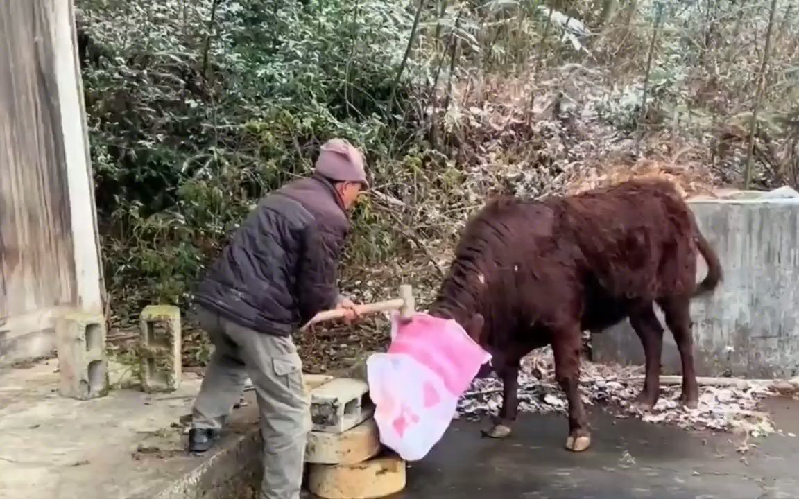 [图]农村杀牛现场，农民忍痛出售耕牛，却难逃被宰杀的厄运