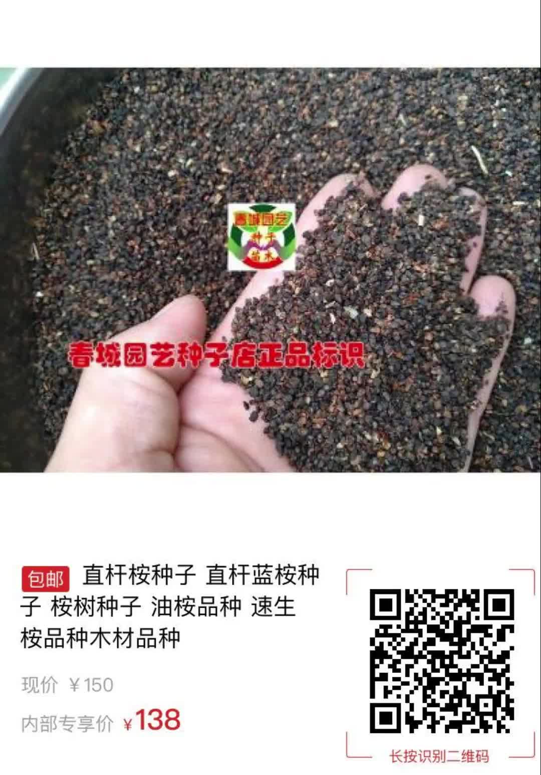 直杆蓝桉图片