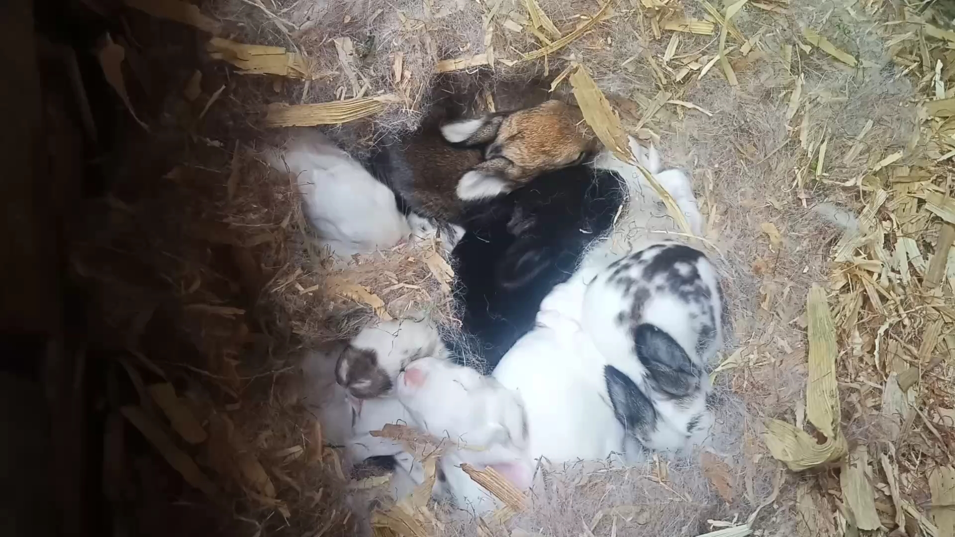 养兔日记,三号母兔生的小兔子第十天!