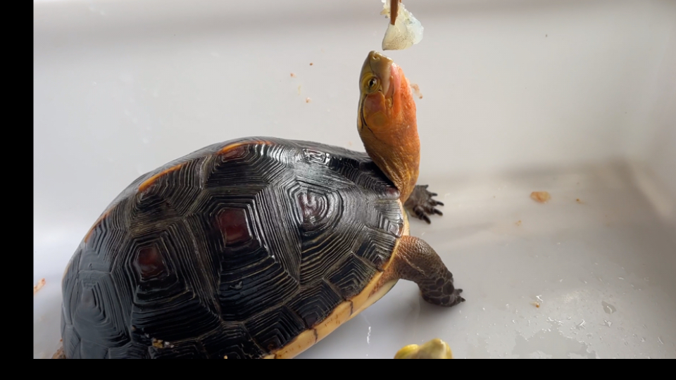 【黄缘闭壳龟】喂食日,吃播上线96