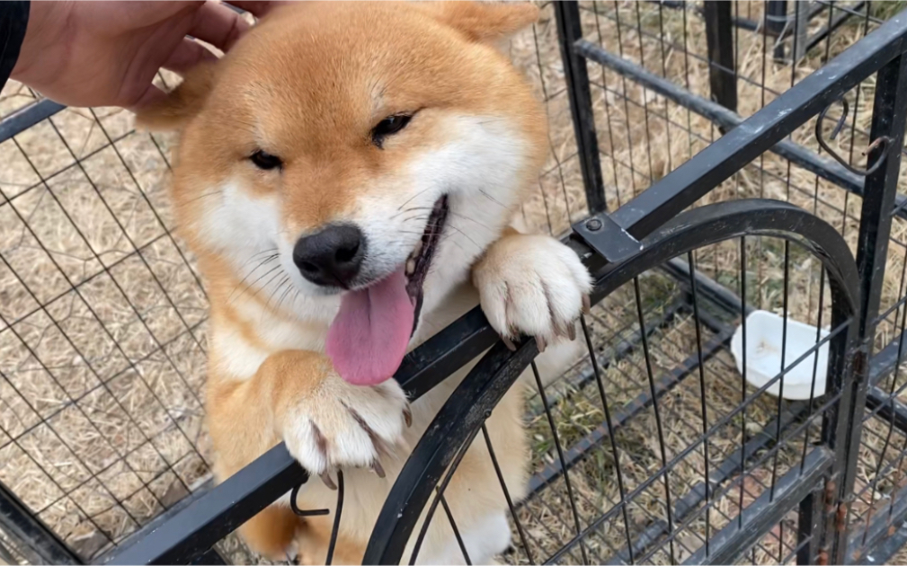 【柴犬】小狗长得太像狐狸啦,4只毛孩子长得和狗爸爸一样,帅气呀!