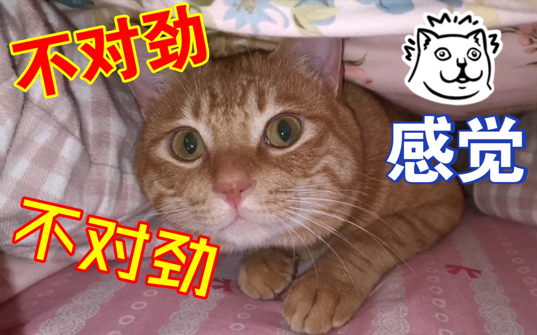 冬天被子盖久了就容易长猫猫虫哔哩哔哩bilibili