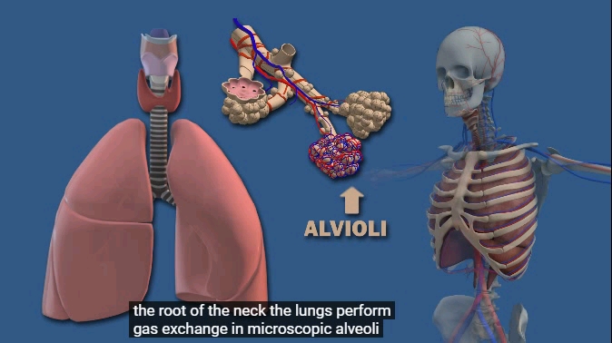 肺的结构The structure of lung哔哩哔哩bilibili