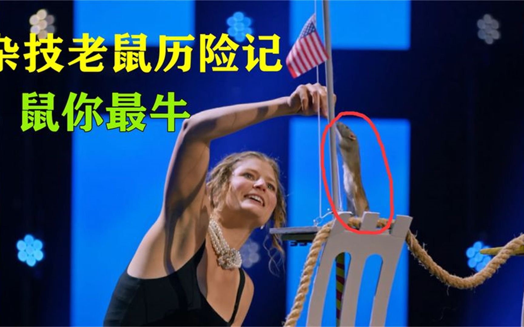 杂技老鼠历险记,鼠中豪杰,国外宠物杂技表演