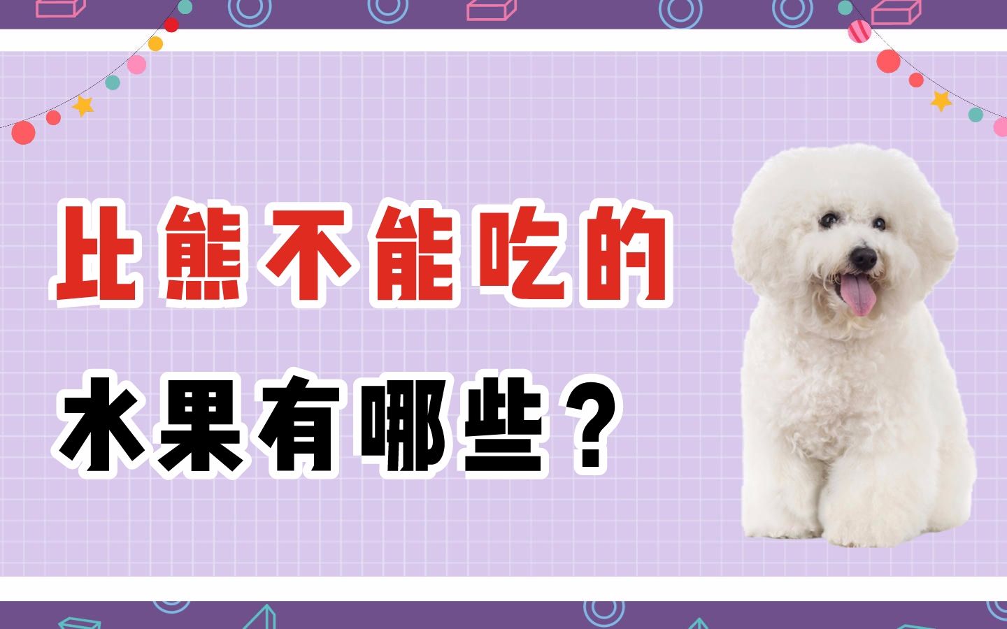 比熊不能吃的水果有哪些?哔哩哔哩bilibili