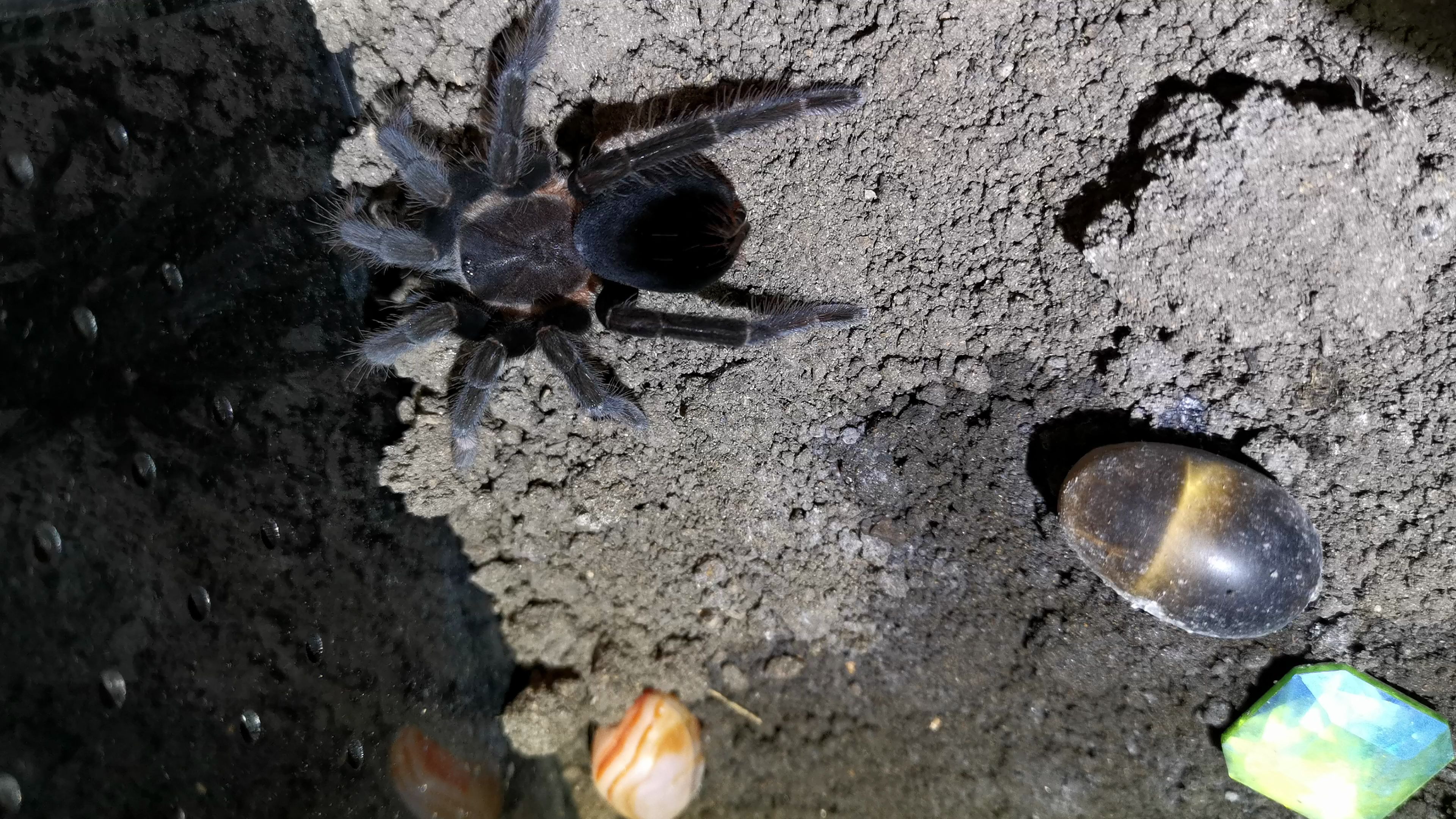 [图]达莲黑闪电蜕皮一个月首の进食