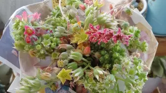 Iziu无土多肉花束 幸运天使 哔哩哔哩 Bilibili