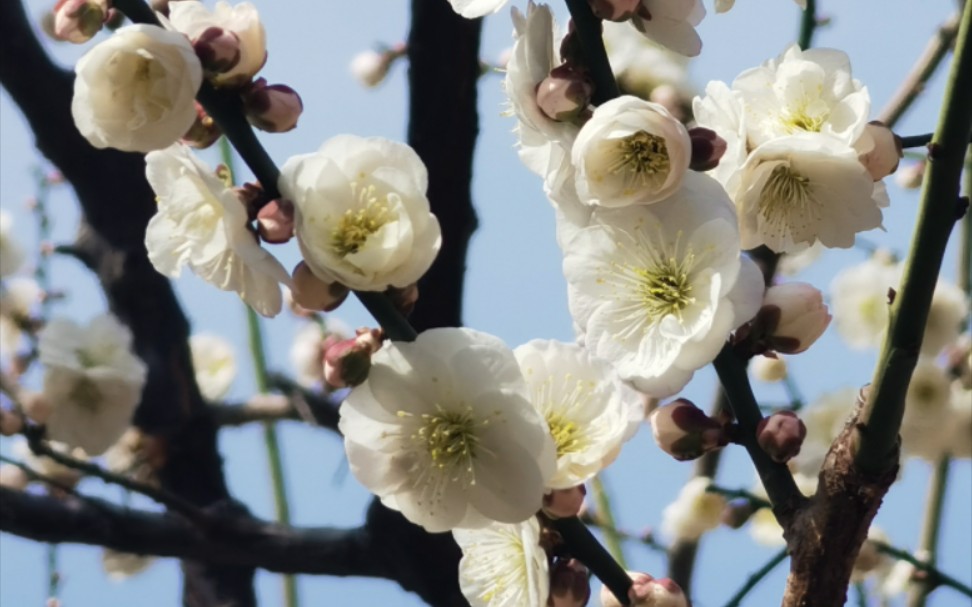 [图]明城墙遗址公园梅花