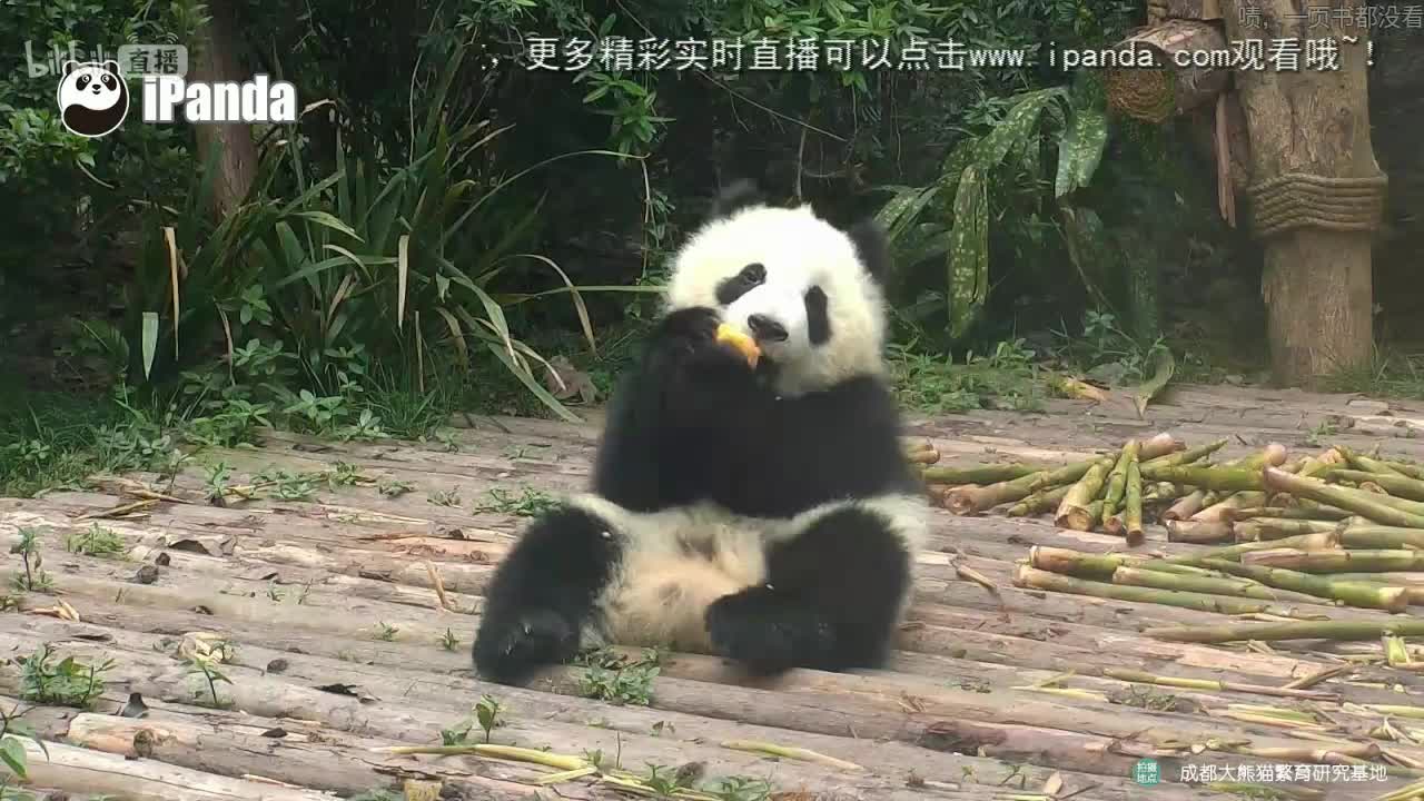 好方panda兔哔哩哔哩bilibili