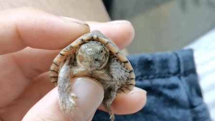 龟蒙眼怎么治?求方案