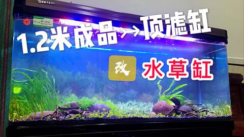 1 2米水草缸 成品缸再度改水草景 无需co2的水草 期待后续发展 哔哩哔哩