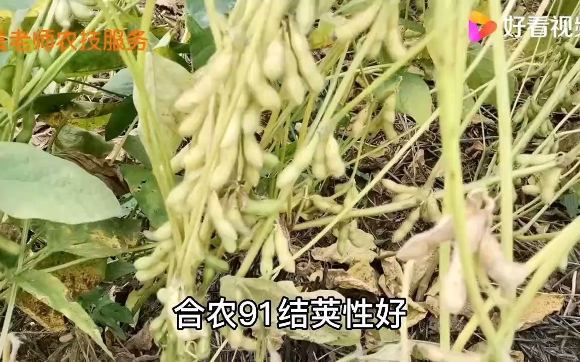 最高亩产862斤,这个大豆品种再次刷新我国大豆单产全国纪录,三农,农民生活,好看视频哔哩哔哩bilibili