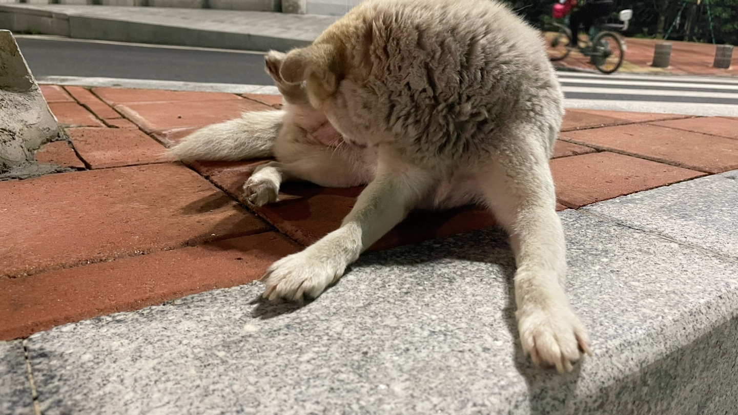 小可爱,你迷路了吗?为什么睡在大马路牙子上啊