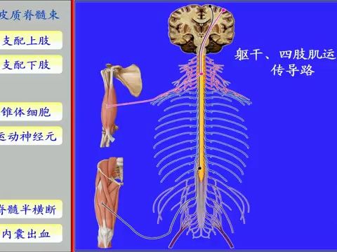 皮质脊髓侧束传导图片