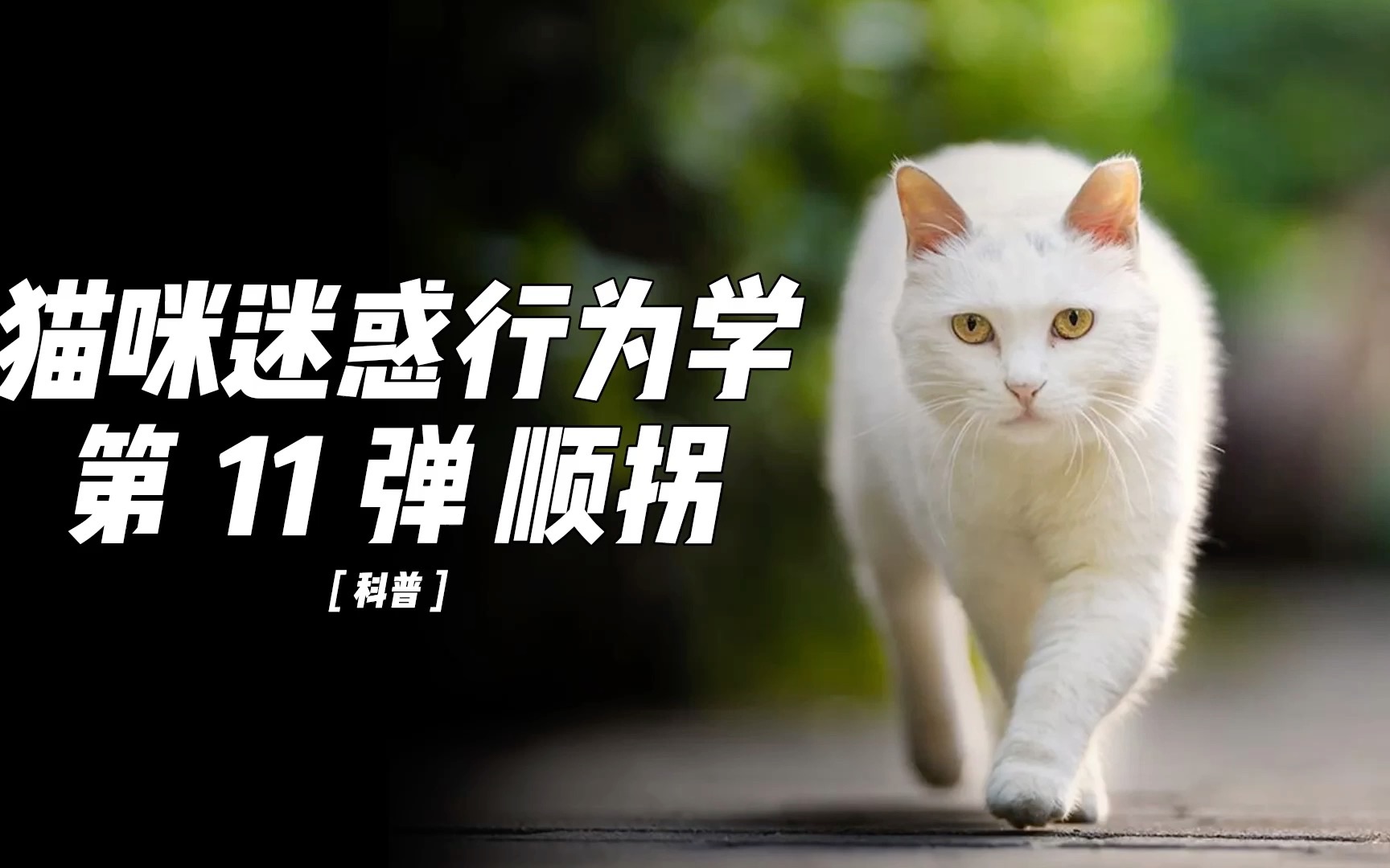 顺拐的小猫太搞笑了,猫咪十大迷惑行为第十一弹顺拐哔哩哔哩bilibili